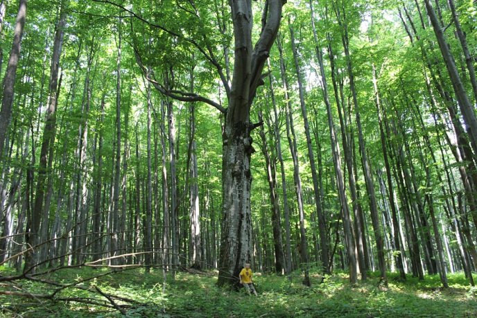 Мукачівські орієнтувальники влаштували гірський похід на Середній Верх – 19