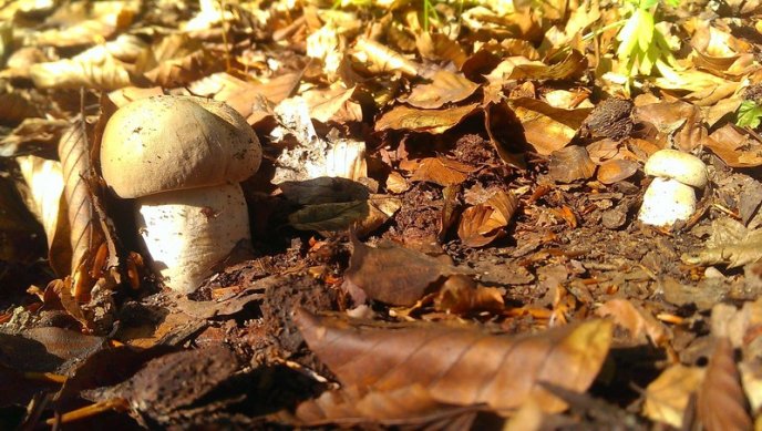 Грибний сезон на Закарпатті: відомо, в яких районах уже збирають лісові трофеї – 06