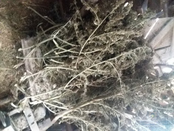 Вдома у пенсіонерки поліцейські знайшли рекордну кількість нарковмісних рослин – 03