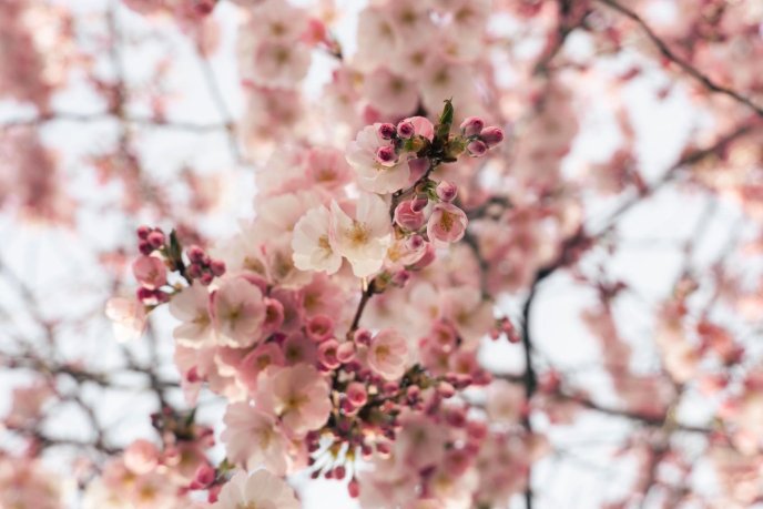 У Мукачеві розквітли перші сакури – 03