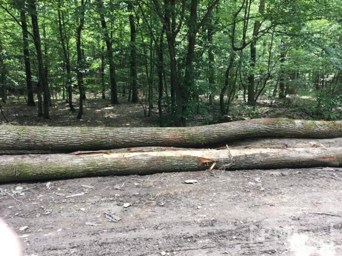 У мікрорайоні Шипка в Мукачеві вирізали дуби – 03 У мікрорайоні Шипка в Мукачеві вирізали дуби – 03