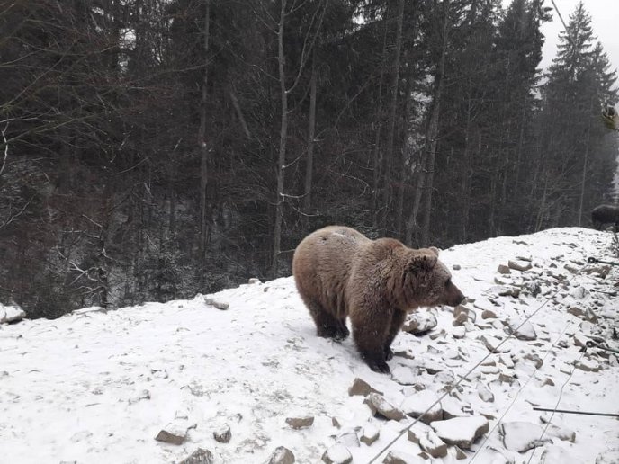Як на Закарпатті ведмеді радіють снігу: оприлюднено відео – 05