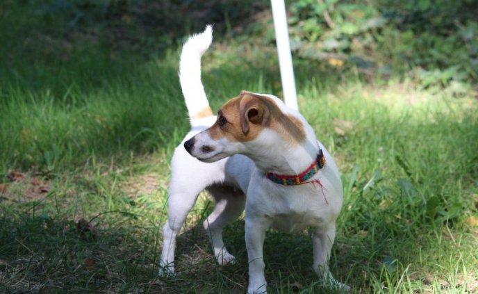 В Ужгороді проходить виставка собак "Зірка Закарпаття" – 04