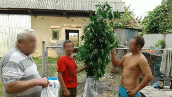 На Мукачівщині правоохоронці виявили плантацію коноплі – 03