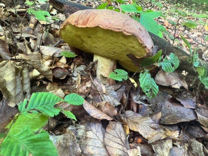 У лісах Закарпаття почали з’являтись осінні гриби – 04