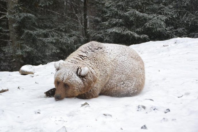 Соцмережі підкорюють фото ведмедів із Синевиру – 14 Соцмережі підкорюють фото ведмедів із Синевиру – 14