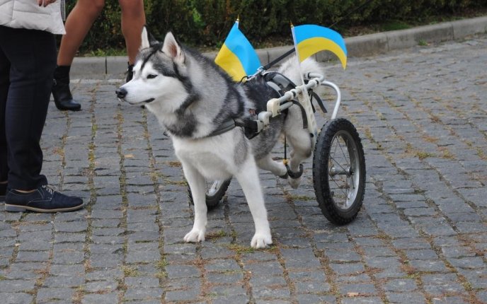 Пес на візку став одним із учасників маршу за права тварин в Ужгороді – 01