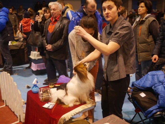 В Ужгороді визначили переможця Міжнародної виставки собак – 03