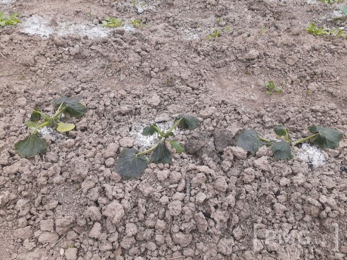 На Мукачівщині заморозки знищили врожай городини – 03