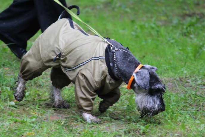 В Ужгород привезли понад 150 собак із різних областей України – 01