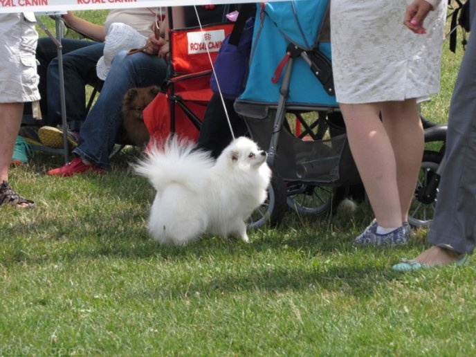В селищі Чинадієво стартувала Всеукраїнська виставка собак усіх порід "Munkachi – 2016" – 08