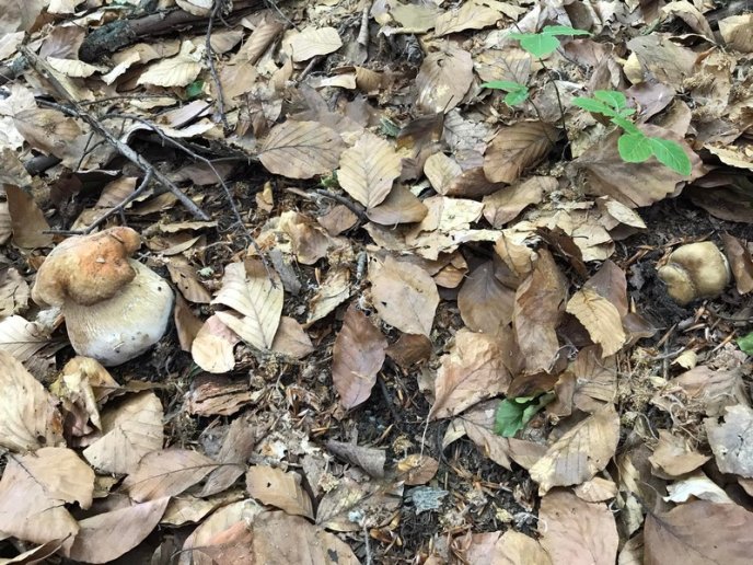 У кількох районах Закарпаття вже збирають гриби – 11