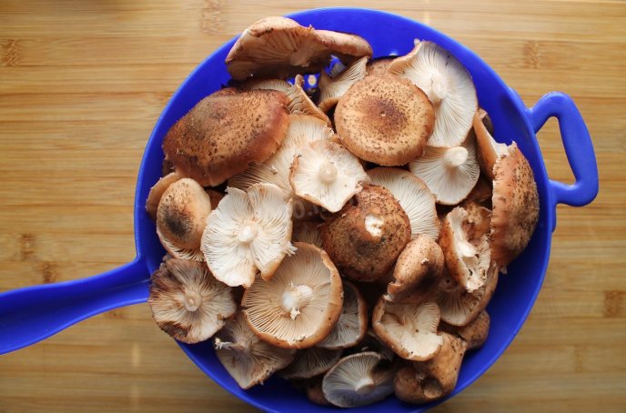 Як приготувати опеньки на сковорідці та скільки їх перед цим варити – 01 Готові до варіння опеньки. Фото Smak.menu