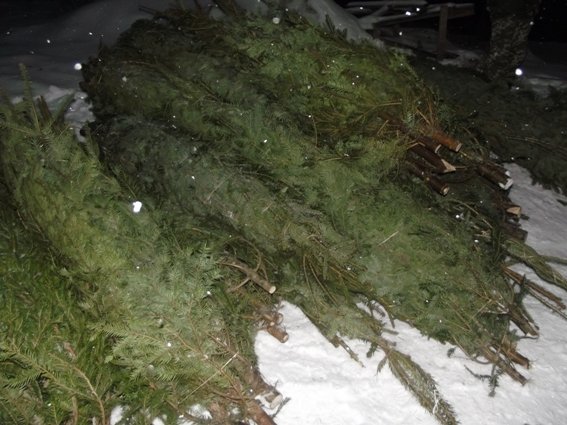 Поліцейські Воловеччини затримали чоловіка, який заперечує свою причетність до рубки ялинок – 04