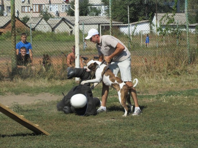 У Хусті відбудеться Національна виставка собак усіх порід (ФОТО) – 02