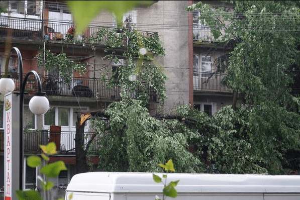 Шквальний вітер та вивернуті з корінням дерева: Тячівщиною пройшовся буревій – 02