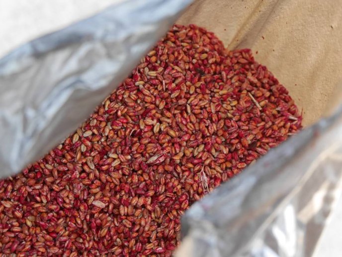 В Ужгороді розпочали дератизацію – 03