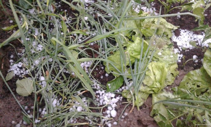 Виноградівщина оговтується від нищівного граду: шокуюче відео стихії – 08