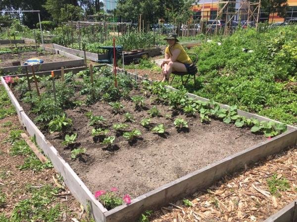 Як закарпатці у Нью-Йорку овочі на даху вирощують – 01