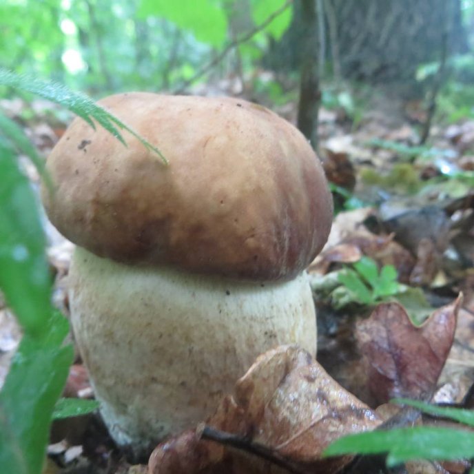 На Закарпатті вже збирають білі гриби – 05