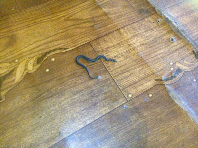 У центральній частині Мукачева до оселі жінки заповзла змія – 03