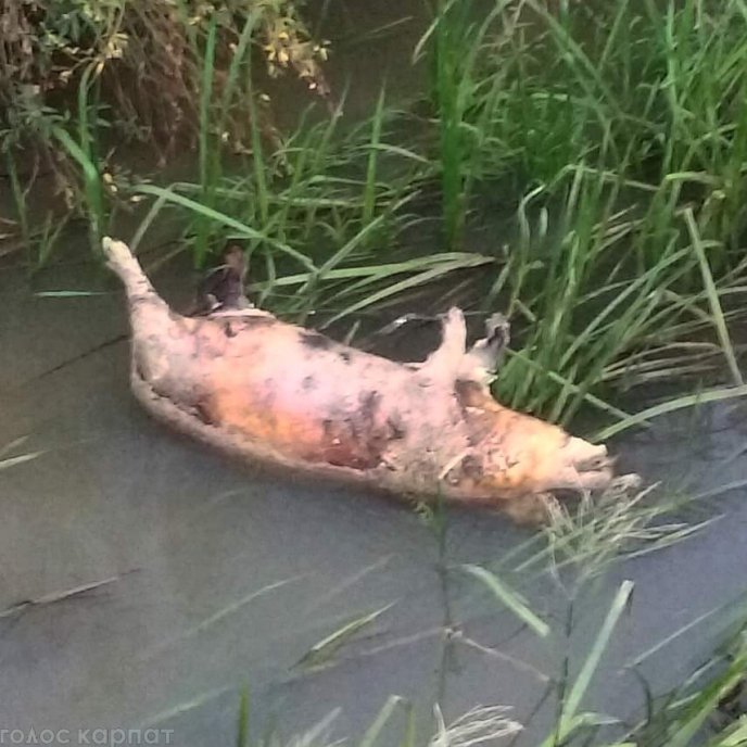 Трупи мертвих домашніх свиней валяються у канавах – 01