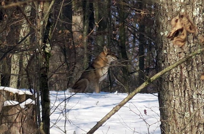 Біля Ужгорода фотограф зняв справжнього вовка – 03