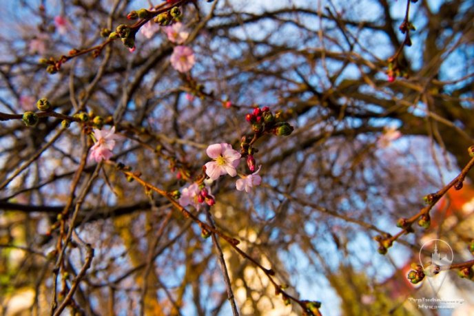 У Мукачеві квітне "скажена" сакура: чарівні фото – 05