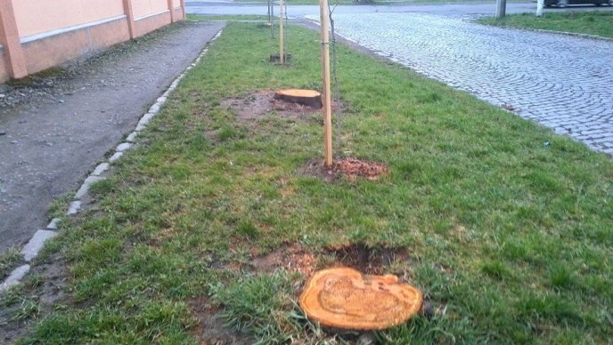 Новий інцидент: мукачівські комунальники зрізали сакури по вулиці Філатова (ФОТО) – 02