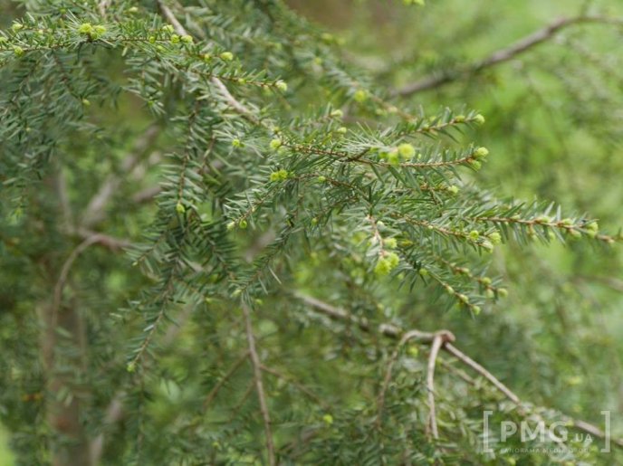 В Ужгороді чиновники посадили два екзотичні дерева – 17