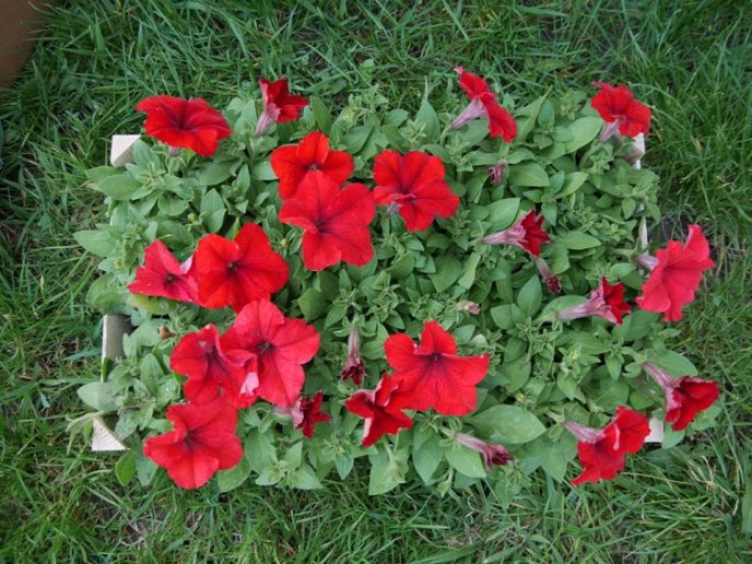 В Ужгороді почали створювати квіткову композицію у формі герба міста – 02