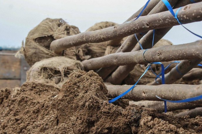 У Мукачеві на набережній висаджують екзотичні дерева – 01