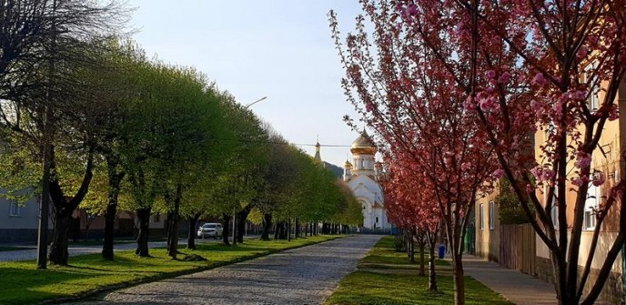 Мукачево потопає у рожевому цвіті сакур – 05
