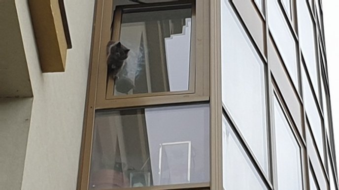 В Ужгороді врятували кота, який потрапив у халепу – 01