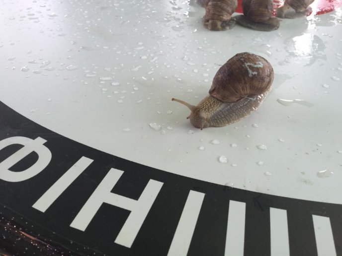 На Перечинщині відбулись незвичні перегони – 12