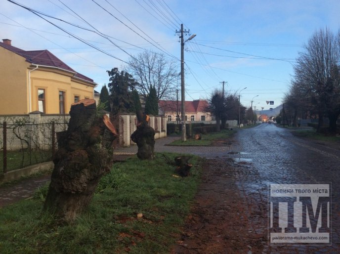 На вулиці Толстого у Мукачеві комунальники знищили дерева сакури (ФОТО) – 04
