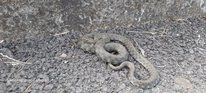 Виповзла на велодоріжку: на набережній Мукачева сфотографували змію – 02
