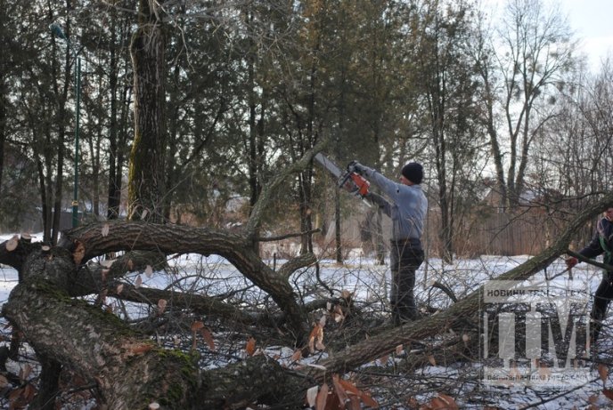У Комсомольському парку Мукачева вирубують дерева (ФОТО) – 05