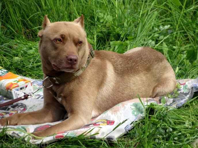 У Мукачеві відбулася масштабна виставка собак – 10