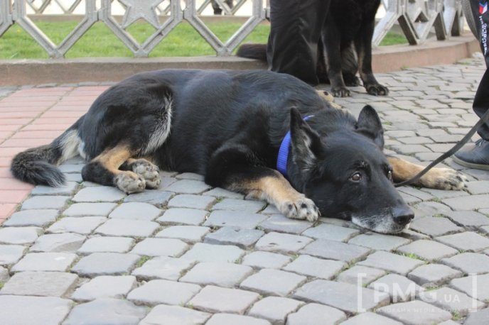 У Мукачеві урочисто відкрили чемпіонат світу зі слідової роботи службових собак – 27