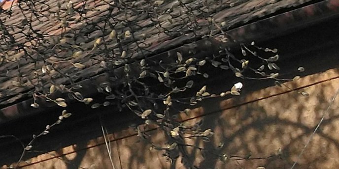 В Ужгороді почала квітнути магнолія – 03