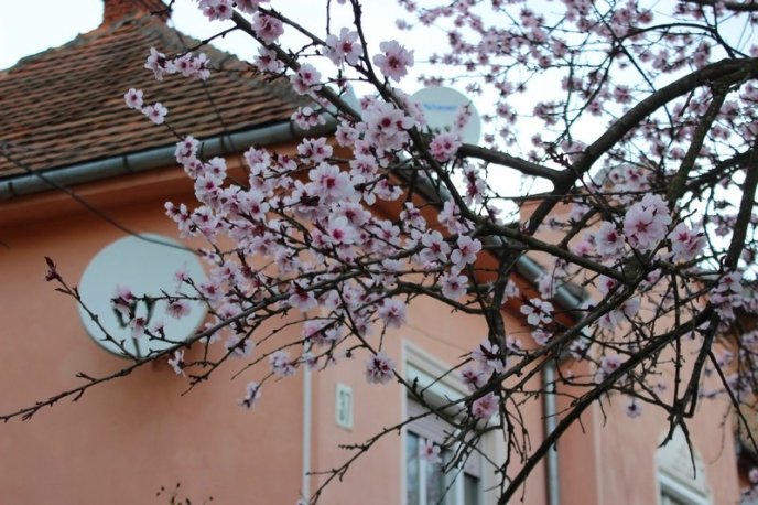 Цвітіння дерев у Мукачеві: краса у центрі міста – 08