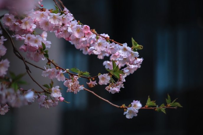 На одній із вулиць Мукачева вже розквітли сакури – 05 На одній із вулиць Мукачева вже розквітли сакури – 05