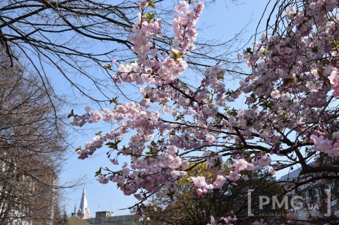 Мукачівці та гості міста вже милуються цвітінням сакур та магнолій – 11