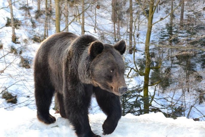 Соцмережі підкорюють фото ведмедів із Синевиру – 11 Соцмережі підкорюють фото ведмедів із Синевиру – 11