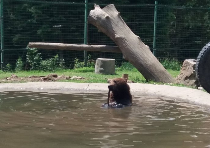 Як на Закарпатті ведмеді рятуються від спеки: кумедні фото – 02