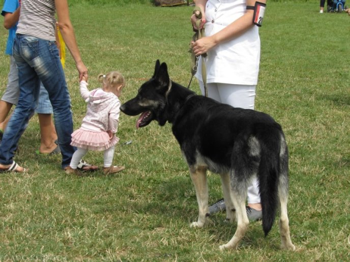 В селищі Чинадієво стартувала Всеукраїнська виставка собак усіх порід "Munkachi – 2016" – 04