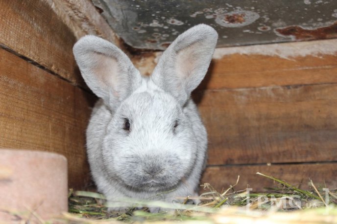 Закарпатець розводить кролів і непогано на цьому заробляє – 07