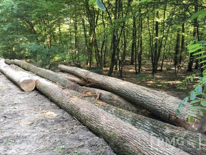 Чергову вирубку лісу виявили у мікрорайоні "Шипка", що у Мукачеві – 10