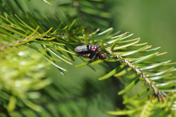 На Ужгородщині в честь воїнів Другої світової війни висадили дерева – 01